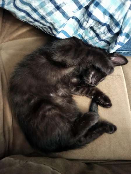 Черненькое солнышко домашний котенок Черничка в добрые руки в Москве фото 6