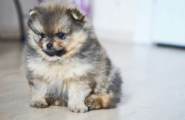 Померанский шпиц