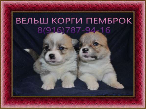 Вельш корги щенки
