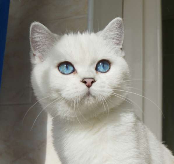 Британские котята с родословной в фото 4