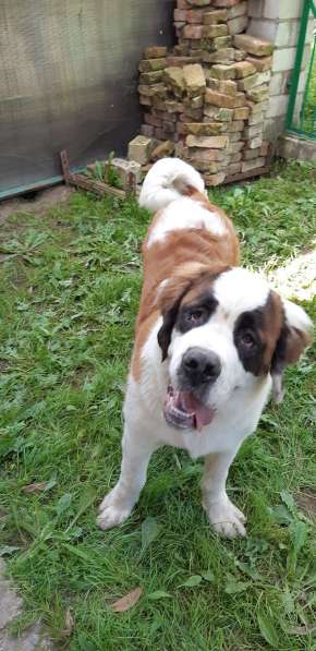 Щенки сенбернара в фото 50