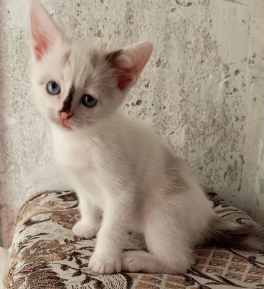 Котята-1, 2 месяца в добрые руки в Йошкар-Оле фото 5