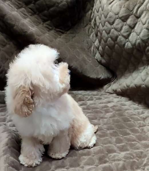 Poodle. Apricot boy в фото 4