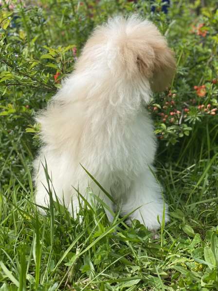 Пудель в Москве фото 6