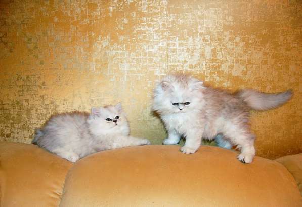 Персидские котята серебристая и золотая шиншилла в Москве