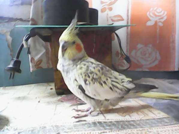 Попугай карел, мальчик в фото 3