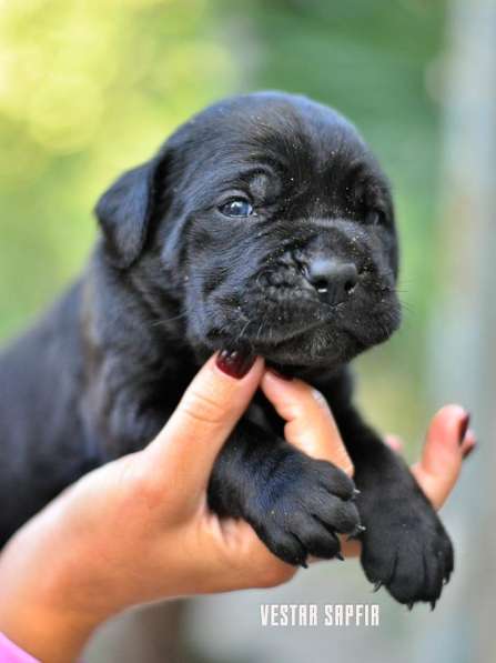 Кобель кане корсо в Симферополе фото 18