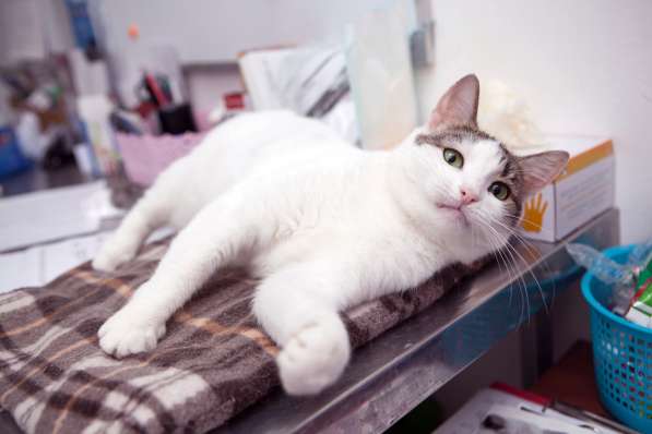 Кошка Лена, покорившая 300 волонтеров приюта в Москве
