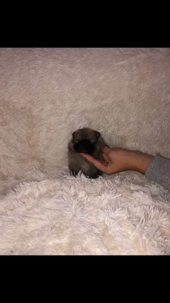 Шпиц в Москве фото 5