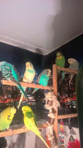 Волнистые попугаи -Самцы от Заводчика в Мытищи фото 5