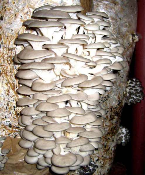 Мицелий грибов вешенка и шампиньоны и готовые блоки