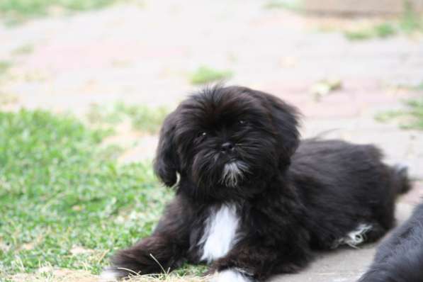 Shih tzu puppies в фото 6