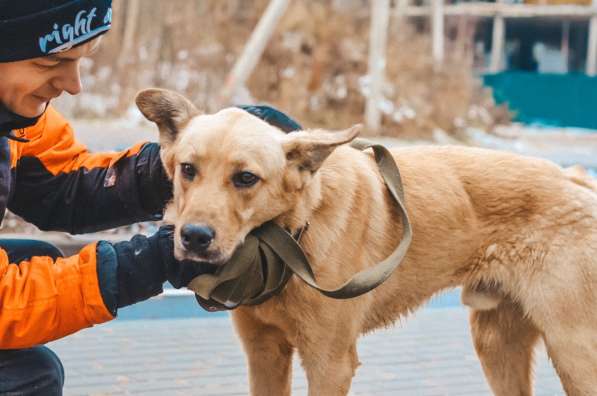 Нежный пес с золотой шерстью ищет дом в Санкт-Петербурге фото 8