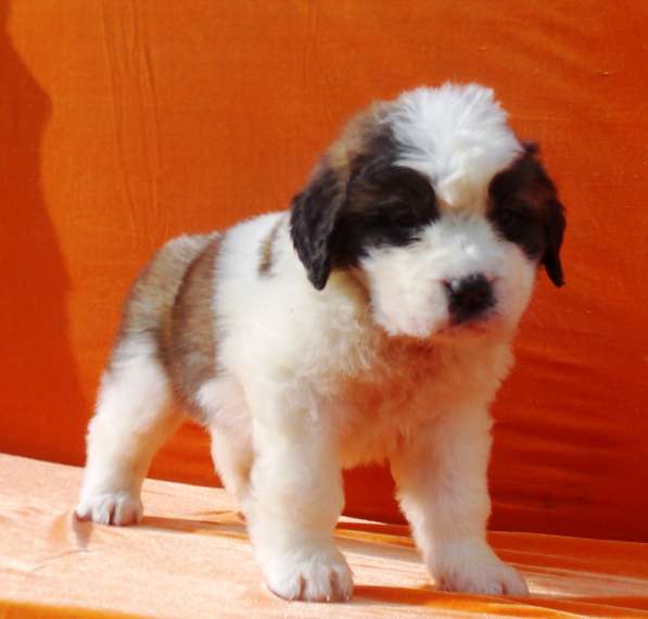 Sale. Puppies of long-haired senbernary. Arrange delivery в Владивостоке фото 14