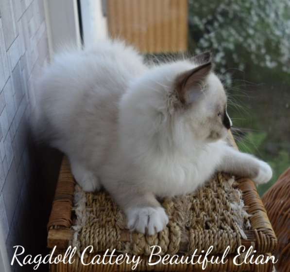 Котёнок рэгдолл в Санкт-Петербурге фото 13