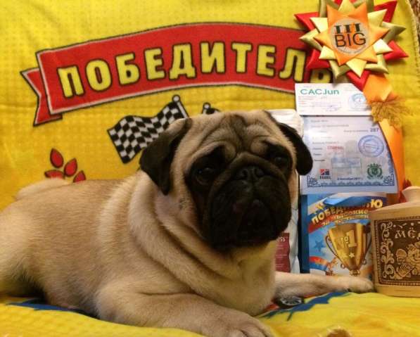 Мопс ищет подружку для вязки в Архангельске