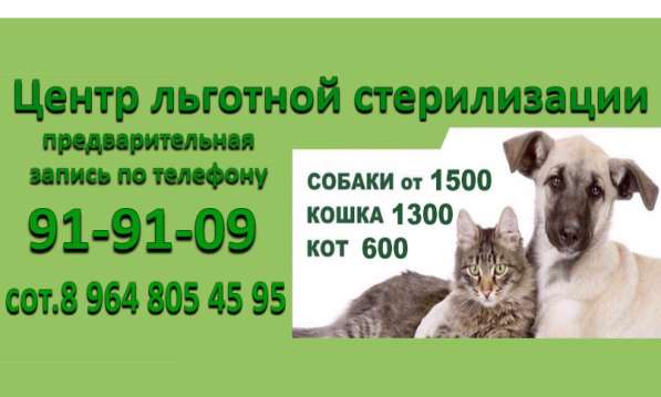 Льготная стерилизация животных в Иркутске фото 3