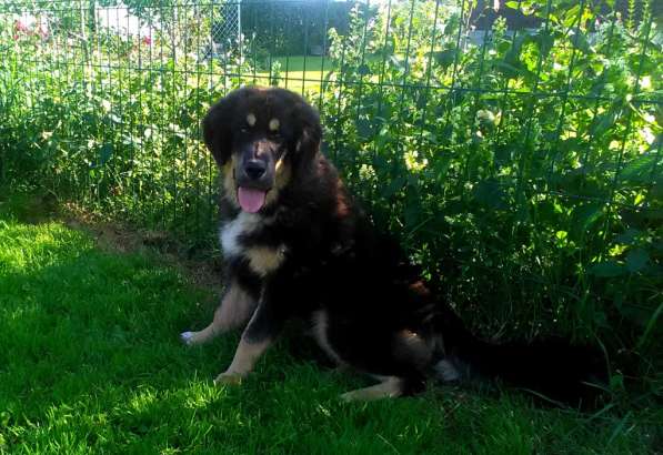 Тибетский мастиф - лучший страж на территории в Москве фото 188
