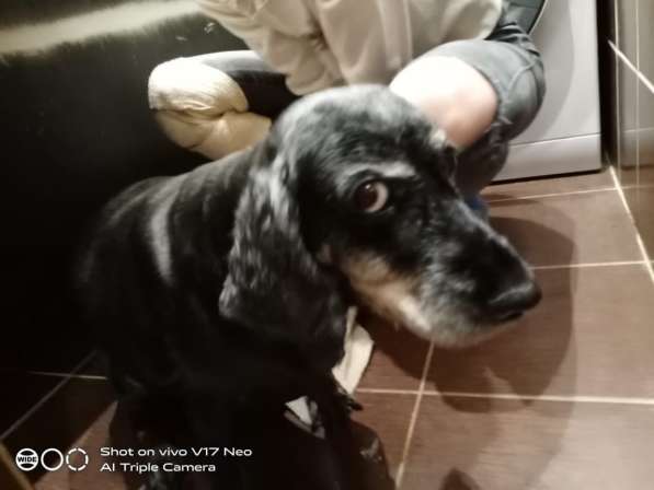 Стрижка, триммер собак и кошек в Москве фото 9