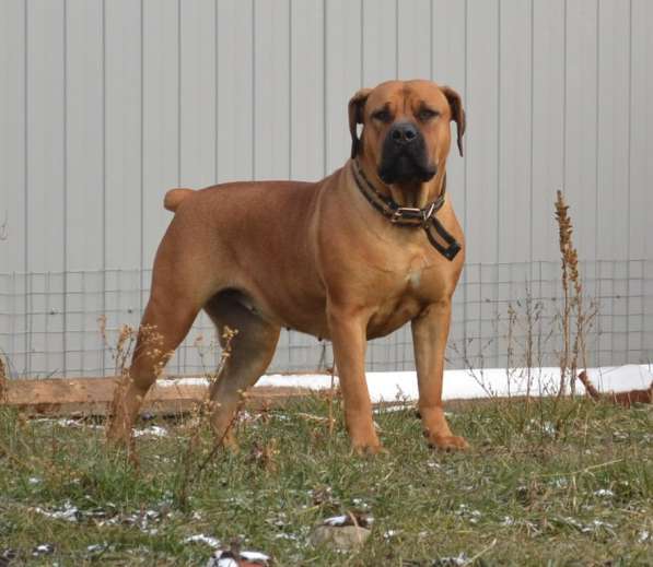 Щенки ЮА Бурбуля в Краснодаре фото 16