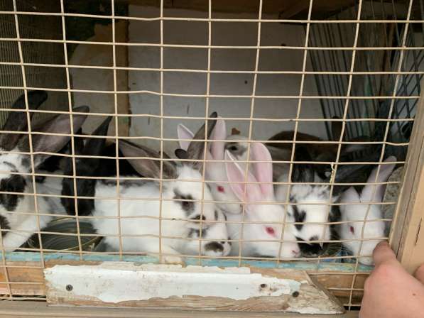 Кролики в Комсомольске-на-Амуре