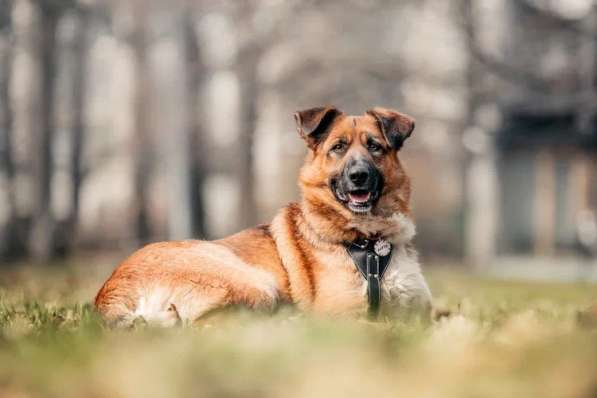 Солнечный Марти ищет дом в Москве фото 16