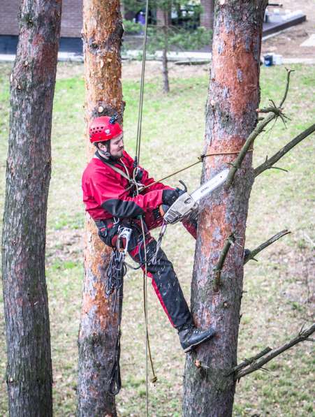 Вам нужно спилить дерево с помощью альпинистов?