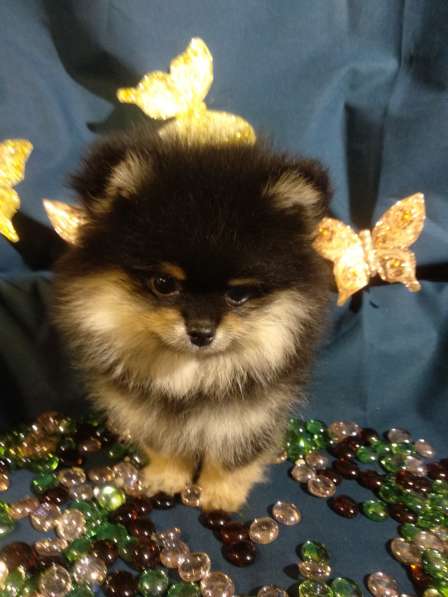 Щенки Померанский шпиц в фото 17