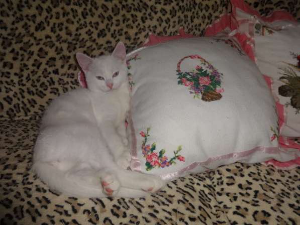 Белый голубоглазый котик с документами на вязку в фото 8