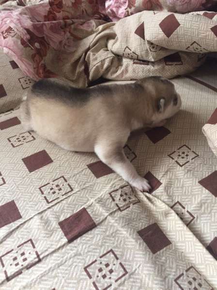 Продаются щенки Сибирской Хаски в Тюмени фото 7