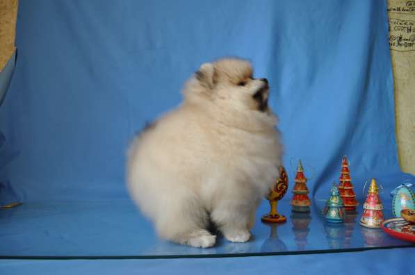 Себастьян Барон С Рублевки в Москве фото 7