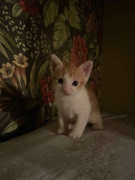 Котята в добрые руки в Одинцово фото 3