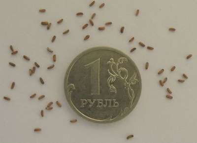 Колдовское растение - вербена лекарственная. Семена почтой в Томске