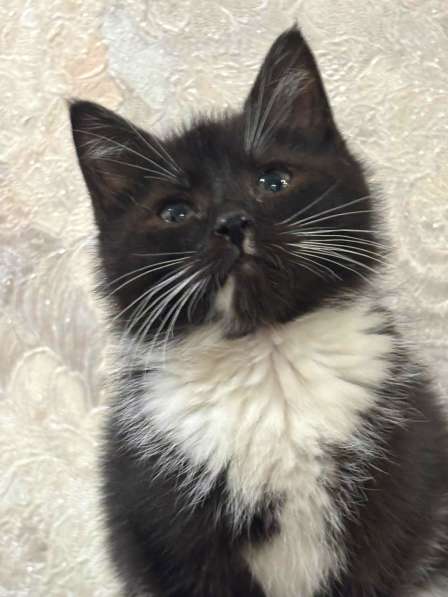 Котенок в добрые руки. Пушистик Фунтик в Москве фото 6