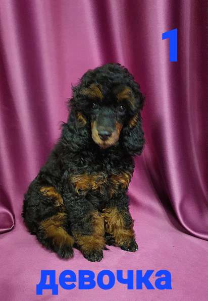 Девчата-пуделята фантом, чёрно-подпалые в Москве фото 9