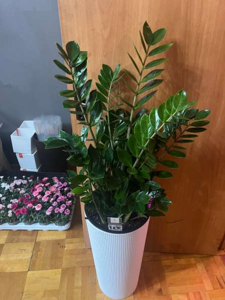 Замиокулькас большой пересаженный в Москве фото 7