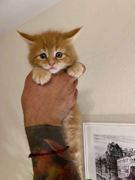 Майн - Кун котята в Санкт-Петербурге фото 4