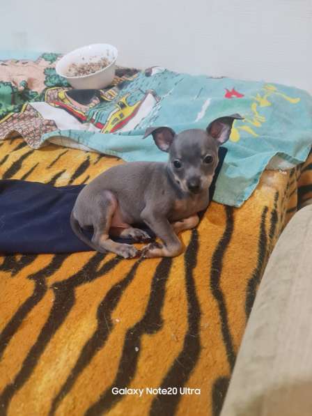 Дети той терьера в Санкт-Петербурге фото 3