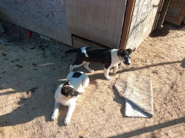 Маленькие хорошенькие хвостики в Санкт-Петербурге фото 14