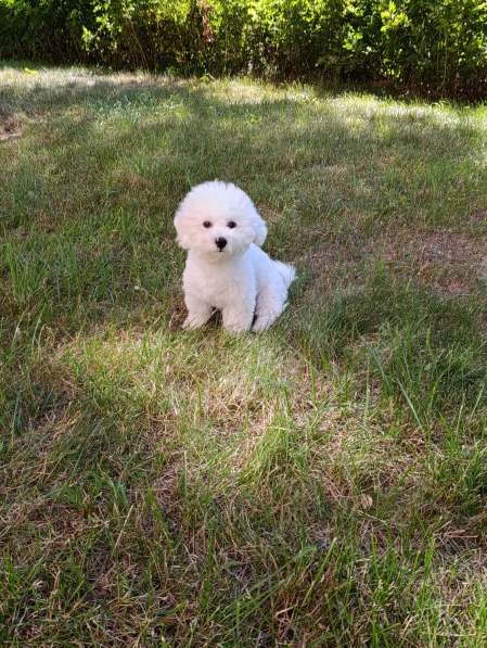 Bichon Frise ❤️