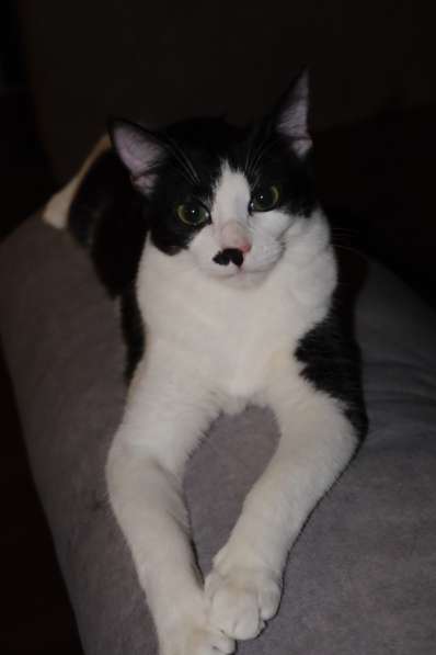 Багира в фото 3