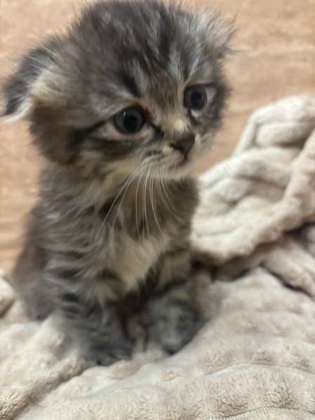 Котенок девочка