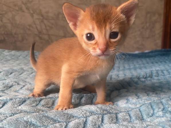 Абиссинские котята в Москве фото 5