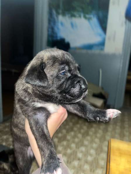 Собачки в Сыктывкаре фото 6