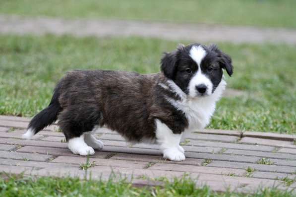 Вельш корги кардиган в Москве фото 6