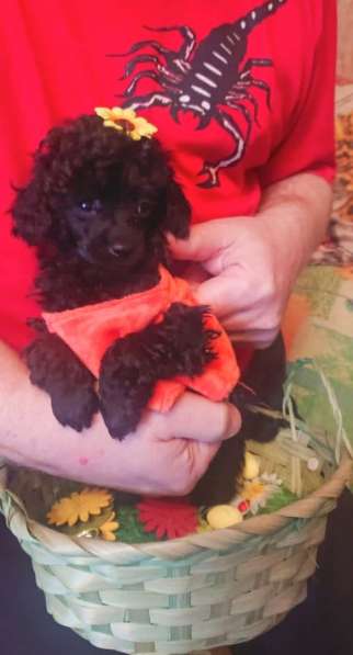 Той пудель черного окраса в Санкт-Петербурге фото 4