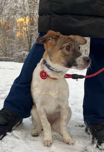 Маленькая и ласковая собачка, диванный вариант в Санкт-Петербурге фото 9