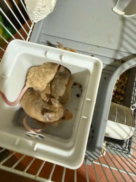 Мыши декоративные