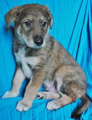 Щенки 2 месяца, мальчики и девочки в Санкт-Петербурге фото 4