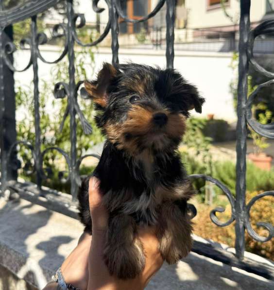 Йоркширская Июльская девочка